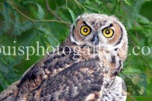 Arizona_owl_photo