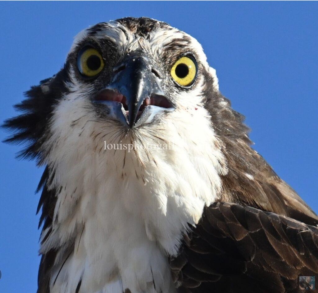 Screenshot_20241118_181854_Gallery