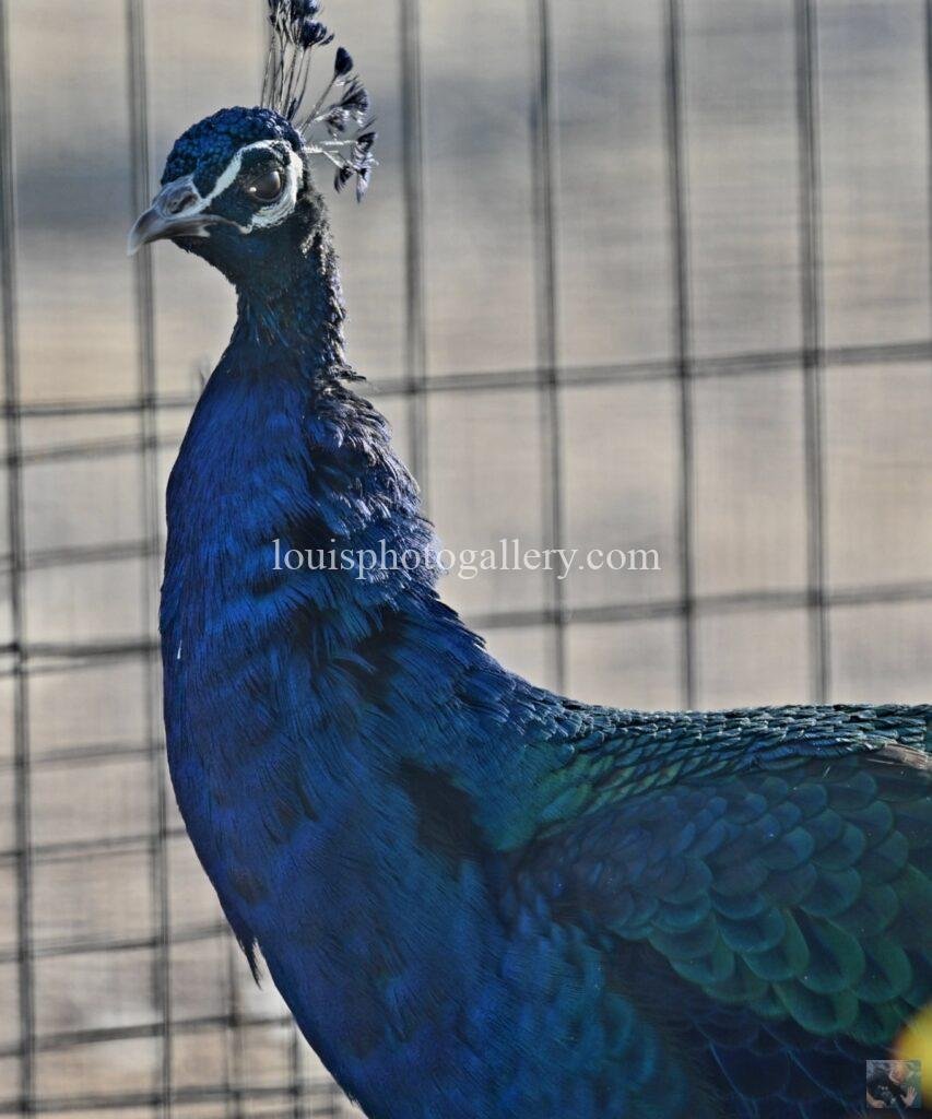 Screenshot_20241207_175455_Gallery