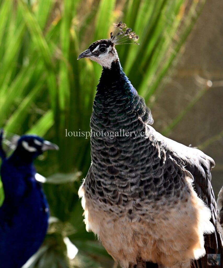 Screenshot_20241212_200821_Gallery